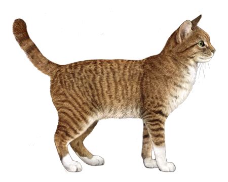 cat 3 korea|Korean Cat Breeds: A Quick Overview